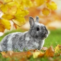 039355 Zwergkaninchen