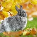 039356 Zwergkaninchen