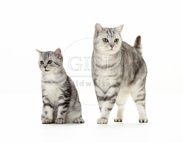 039420 Britisch Kurzhaar Katze und Junges