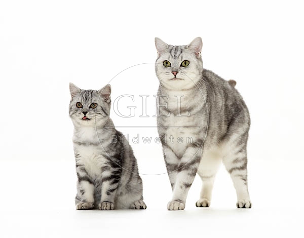 039421 Britisch Kurzhaar Katze und Junges