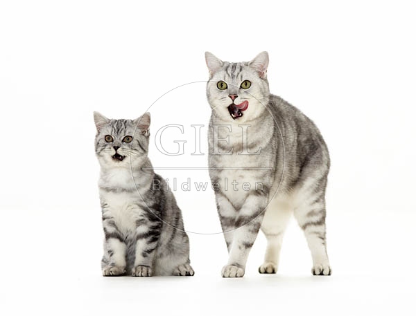 039422 Britisch Kurzhaar Katze und Junges