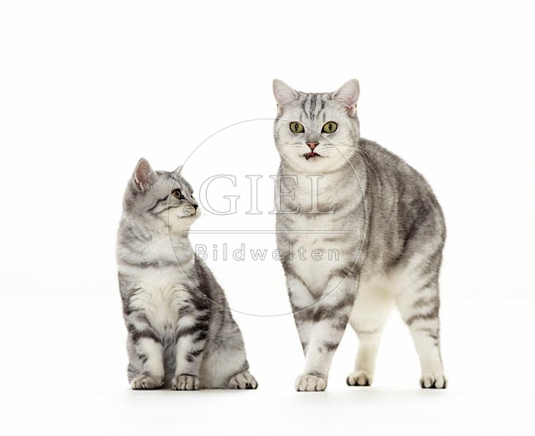 039423 Britisch Kurzhaar Katze und Junges