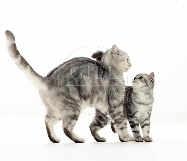 039424 Britisch Kurzhaar Katze und Junges