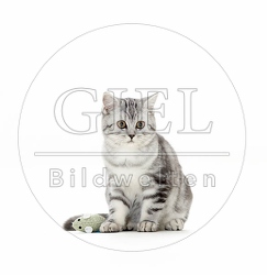 039428 Britisch Kurzhaar Kaetzchen