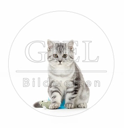 039429 Britisch Kurzhaar Kaetzchen