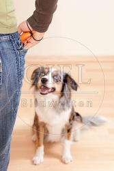 040172 Frau und Mini Australian Shepherd