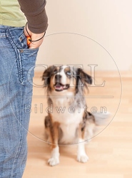 040173 Frau und Mini Australian Shepherd