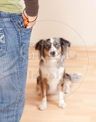 040174 Frau und Mini Australian Shepherd