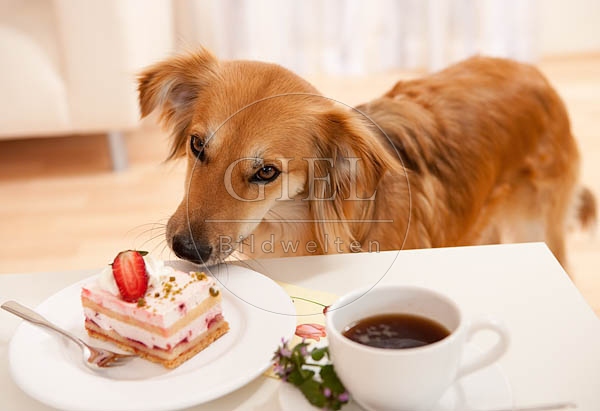 040347 Mischlingshund klaut vom Tisch