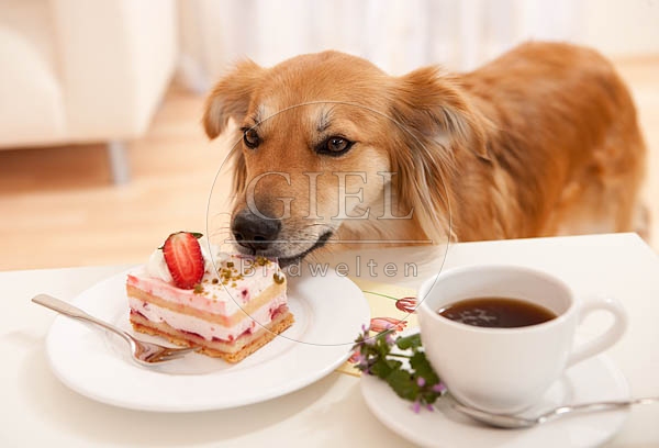 040348 Mischlingshund klaut vom Tisch