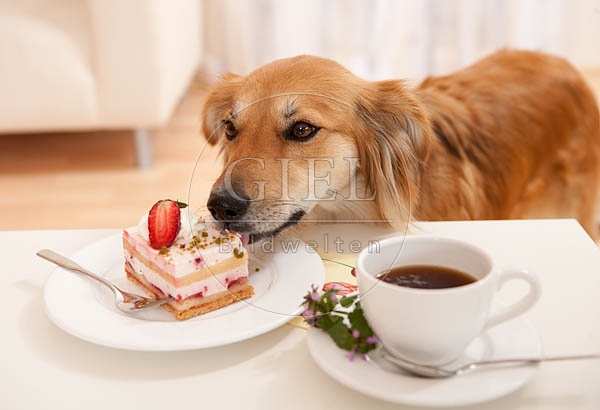 040350 Mischlingshund klaut vom Tisch