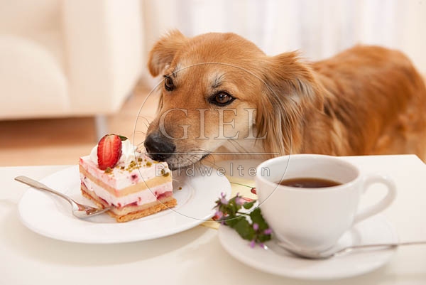 040351 Mischlingshund klaut vom Tisch