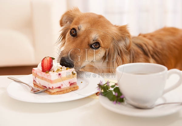 040354 Mischlingshund klaut vom Tisch