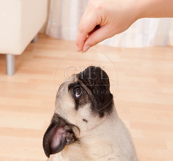 040495 Mops