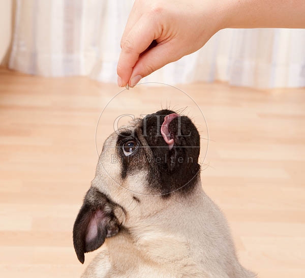 040496 Mops