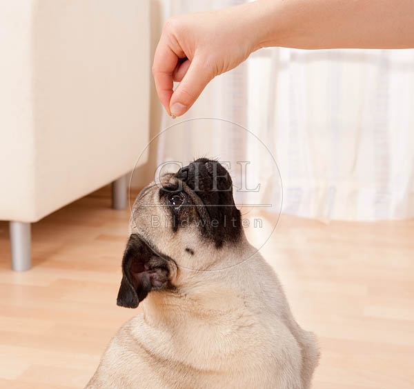 040497 Mops