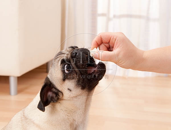 040498 Mops