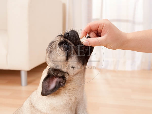 040499 Mops
