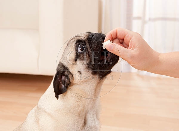 040500 Mops