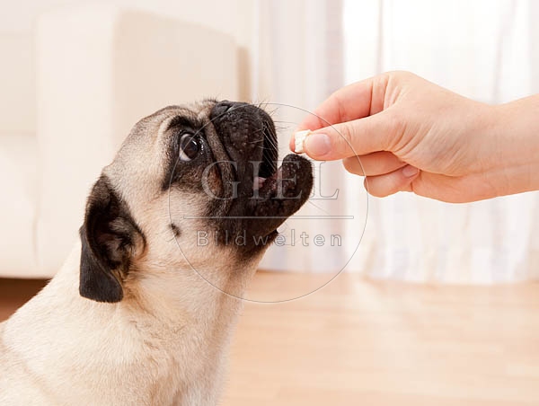 040501 Mops