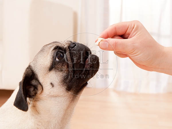 040502 Mops