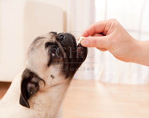 040503 Mops
