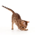 040549 junge Bengalkatze