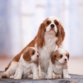 040718 Cavalier King Charles Spaniel mit Welpen