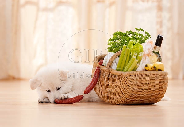 040800 Weisser Schaeferhund Welpe