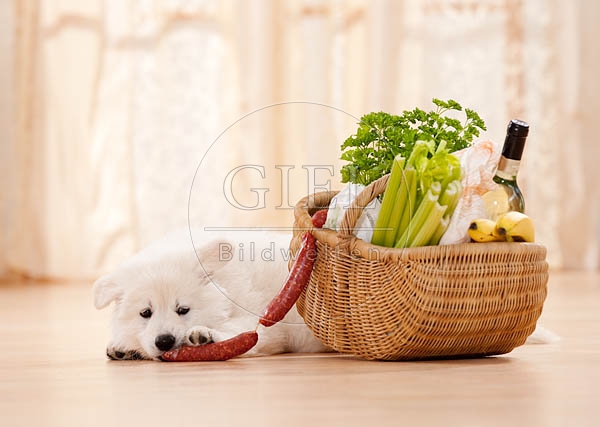 040801 Weisser Schaeferhund Welpe