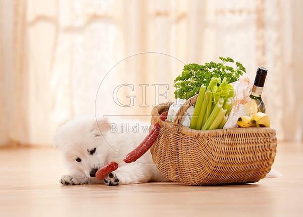 040802 Weisser Schaeferhund Welpe