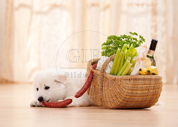 040803 Weisser Schaeferhund Welpe