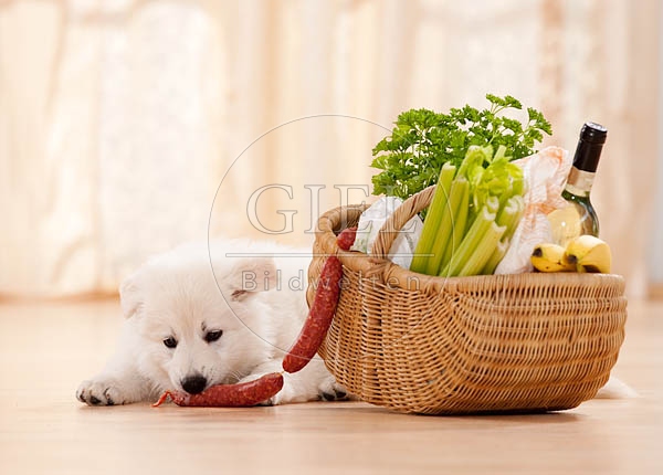 040804 Weisser Schaeferhund Welpe