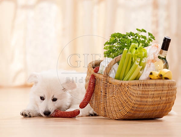 040805 Weisser Schaeferhund Welpe