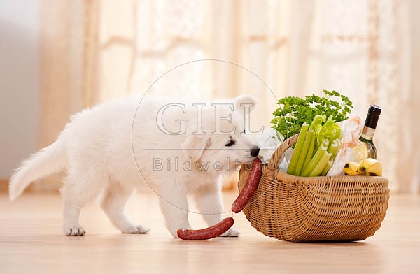 040806 Weisser Schaeferhund Welpe