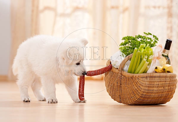 040809 Weisser Schaeferhund Welpe