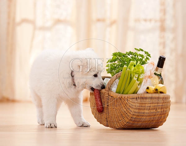 040810 Weisser Schaeferhund Welpe