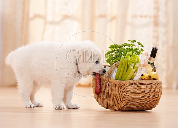 040811 Weisser Schaeferhund Welpe