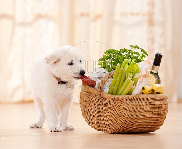 040812 Weisser Schaeferhund Welpe