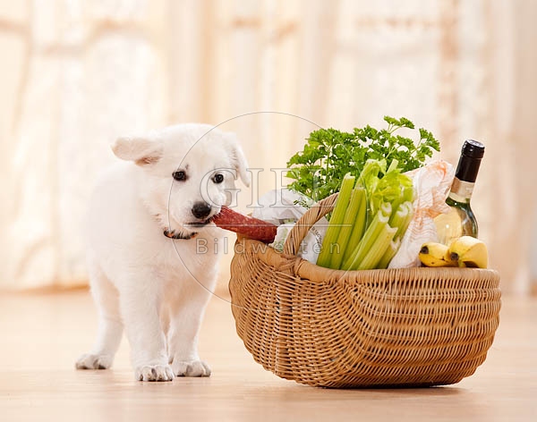 040813 Weisser Schaeferhund Welpe