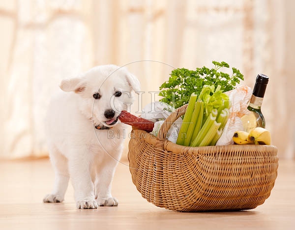 040814 Weisser Schaeferhund Welpe