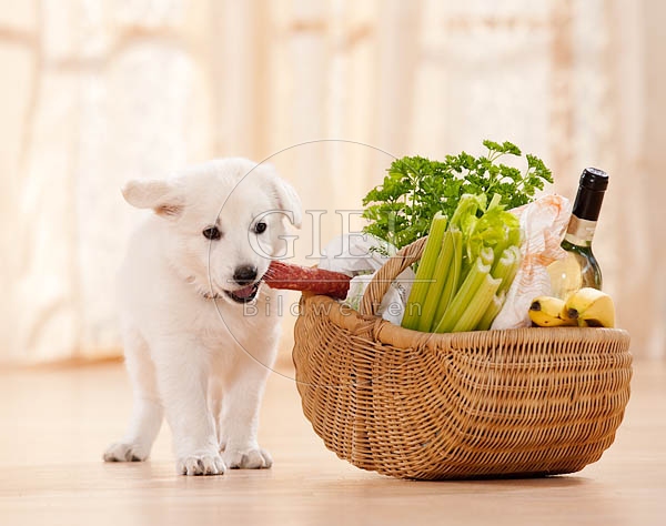 040815 Weisser Schaeferhund Welpe