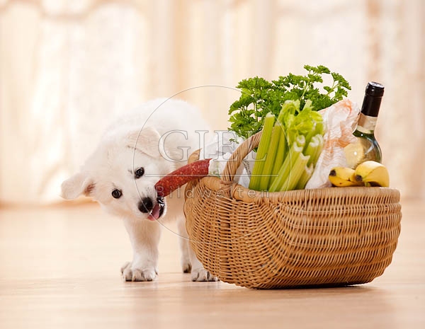 040816 Weisser Schaeferhund Welpe