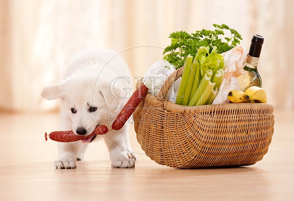 040817 Weisser Schaeferhund Welpe