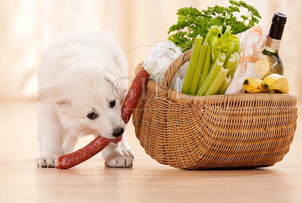 040818 Weisser Schaeferhund Welpe