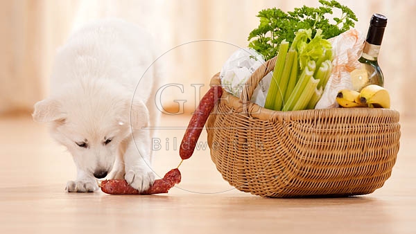 040819 Weisser Schaeferhund Welpe