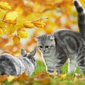 040843 junge Britisch Kurzhaar Katze und Kaninchen