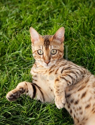 041235 Bengalkatze