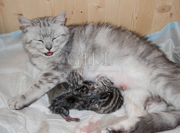 041258 Britisch Kurzhaar Katze und ihre Jungen kurz nach der Geburt
