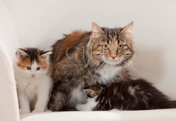041306 Maine Coon Katze mit Jungen